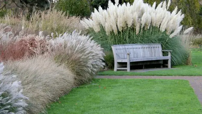 How To Remove Pampas Grass Manually.