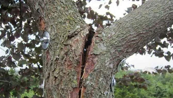 How To Save A Tree That Split Safely