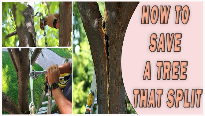 How To Save A Tree That Split