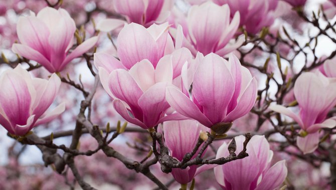 How To Select A Magnolia Tree
