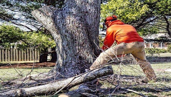 Identify And Remove Dead Wood