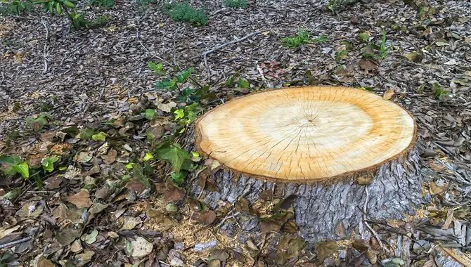 Identify The Stump