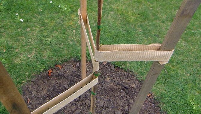 Install Plant Ties Around The Tree Trunk