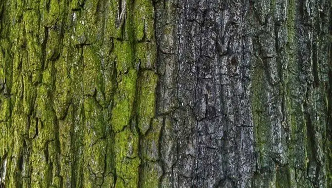 Look At The Bark - Is It Smooth Or Bumpy