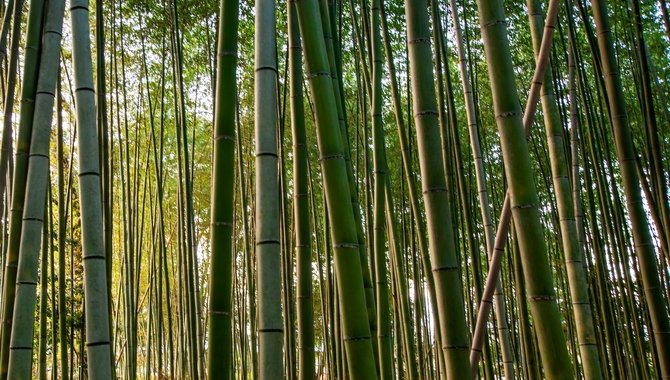 Planting Bamboo Over-Top Of The Stump - Water Well And Wait For Growth To Start