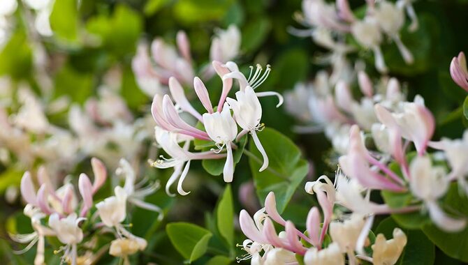 Planting The Honeysuckle Tree