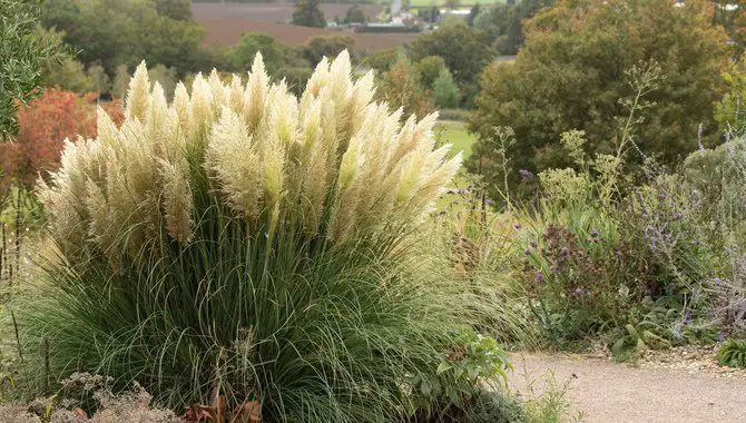 Preventing Pampas Grass From Appearing In The First Place