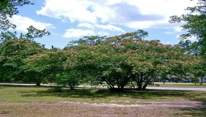 Prune A Mimosa Tree