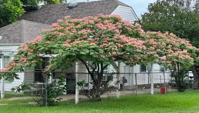 Pruning Back Mimosa Trees