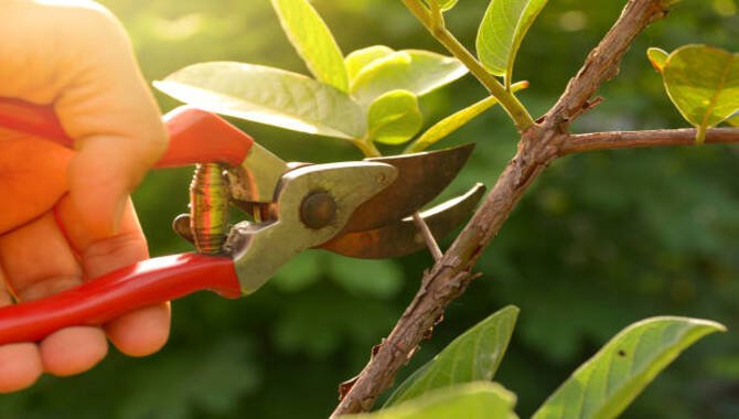 Pruning Shears Or An Ax