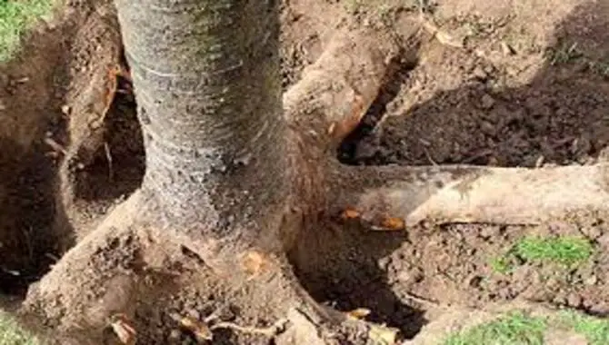 Remove Any Existing Soil And Rocks From Around The Tree Roots