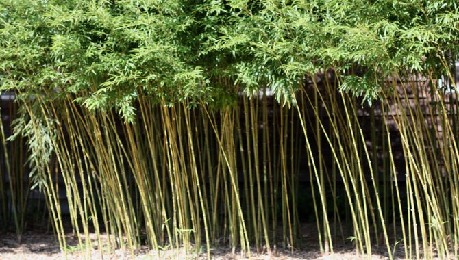 Replace Bamboo Stumps With Durable Vegetation