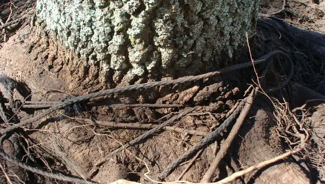 Securing Roots With Ropes