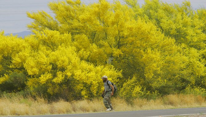 Sketch The Palo Verde Tree You Would Like To Trim
