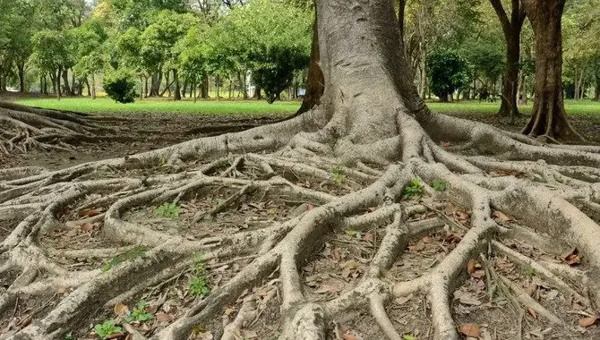 Support The Trunk And Branches Near The Ground