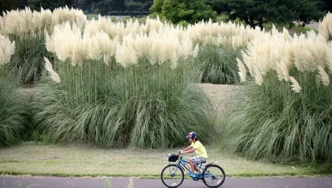 The Benefits Of Removing Pampas Grass 