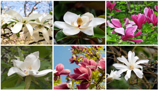 The Different Types Of Magnolias