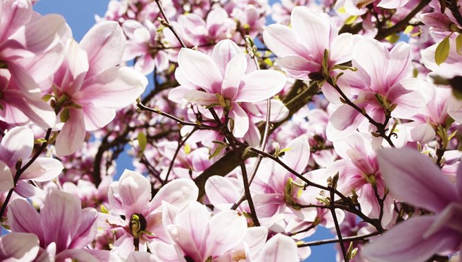 The Health Of A Magnolia