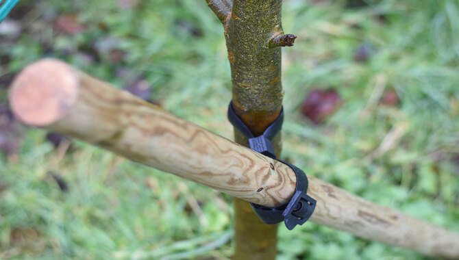 Tips For Staking A Leaning Tree