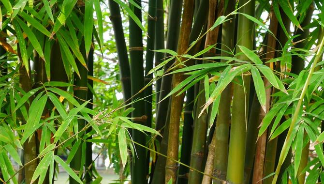 Use A Herbicide Or Pesticide To Kill The Bamboo Stump.