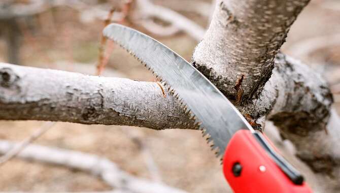 Using A Pruning Saw.