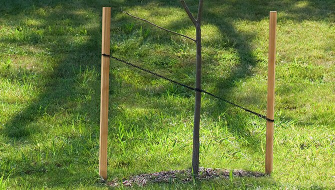 Ways To Straighten A Small Tree Step-By-Step