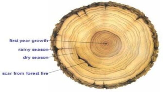 What Is The Best Way To Determine Tree Age