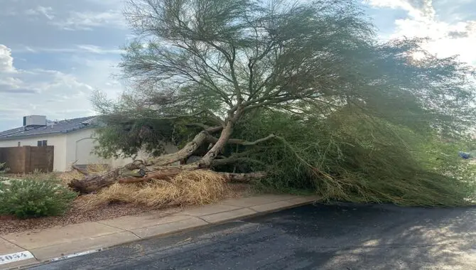 What To Do If A Palo Verde Tree Is Unhealthy Or Damaged