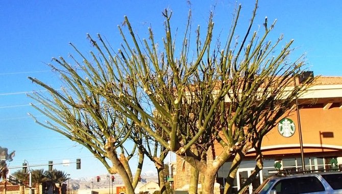 What To Do If You Get Cut While Trimming A Palo Verde Tree