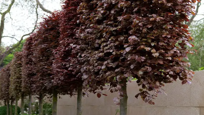 When To Plant A Pleached Tree