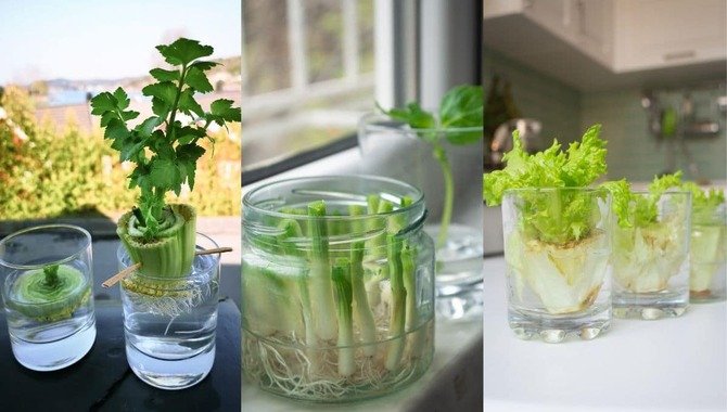 19 Foods You Can Re-Grown Yourself From Kitchen Scraps