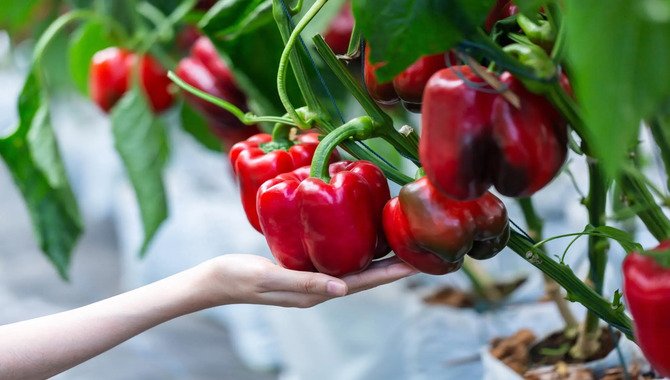 About Bell Pepper Gardening