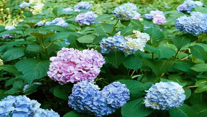 About Hydrangeas