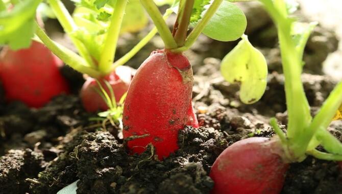 About Radishes