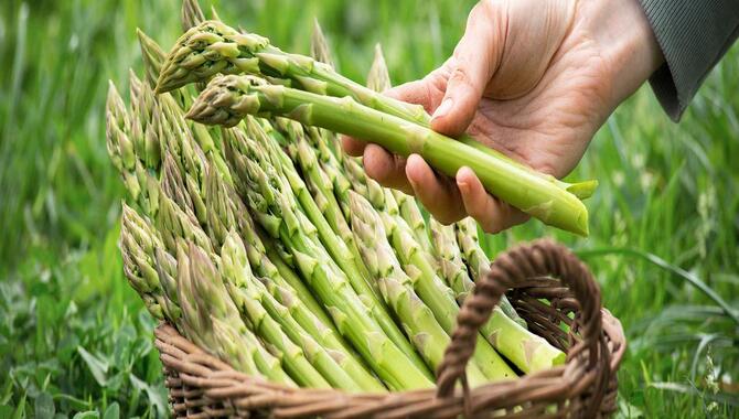 Asparagus (Asparagus Officinalis)