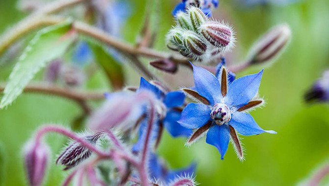 Borage (Borago Officinalis)