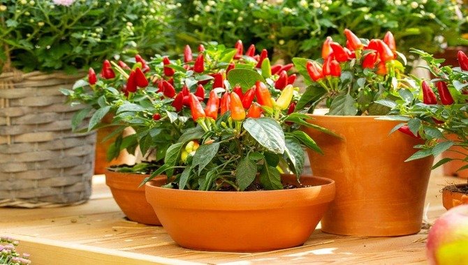 Caring For Bell Pepper Plants In Pots