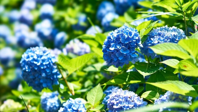 Choose A Sunny Location For Your Hydrangea Garden.