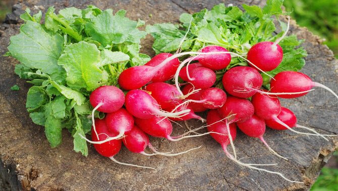 Choosing The Right Radish Variety