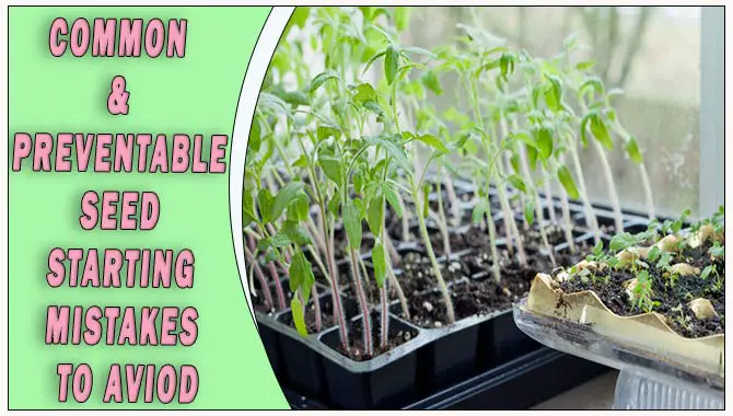 Common & Preventable Seed Starting Mistakes To Aviod