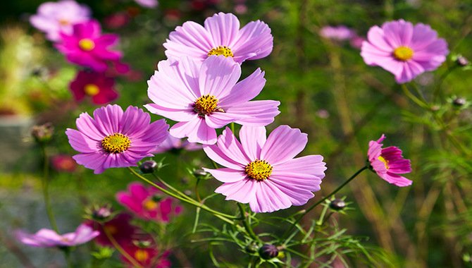 Cosmos (Cosmos Bipinnatus)