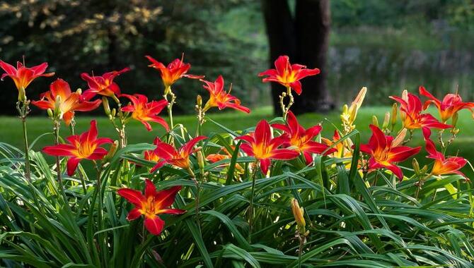 Daylilies