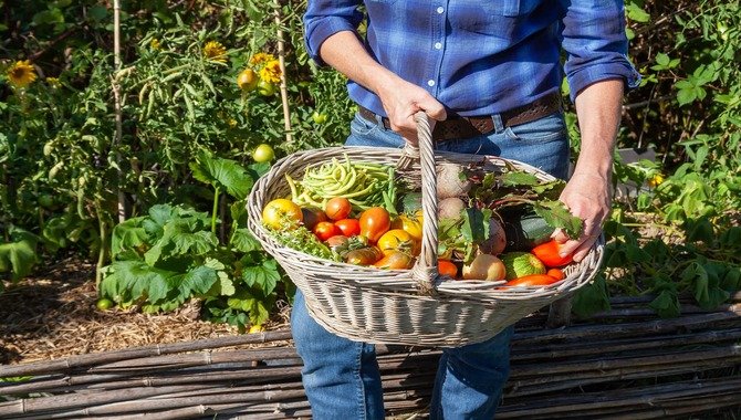 Do You Like To Eat In Season Or Preserve Excess Harvests For Later Use