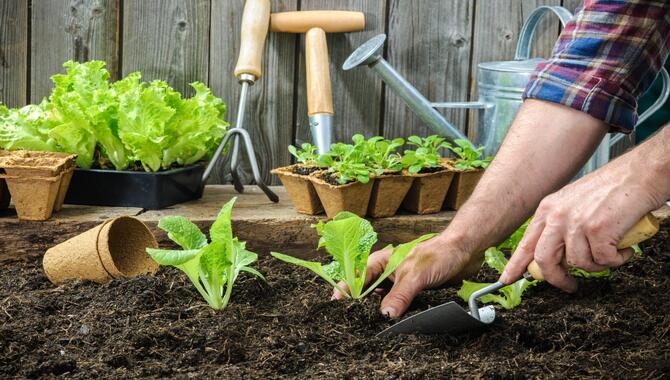 Estimation Of How Much To Plant Per Person In The Vegetable Garden