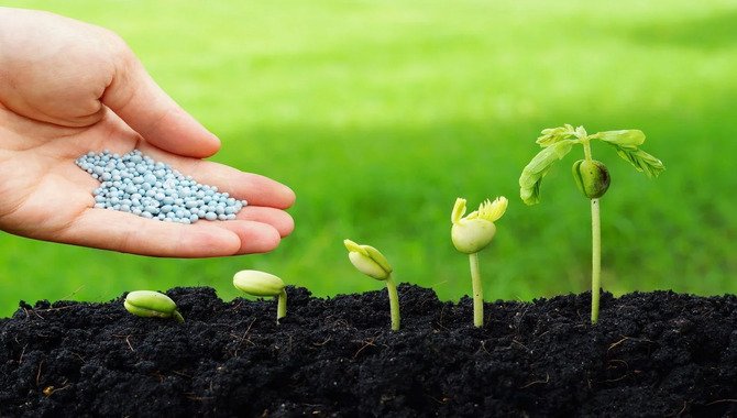 Fertilizing Seedlings