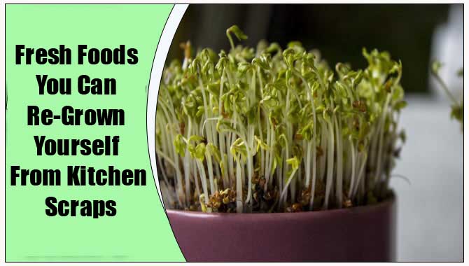 Fresh Foods You Can Re-Grown Yourself From Kitchen Scraps
