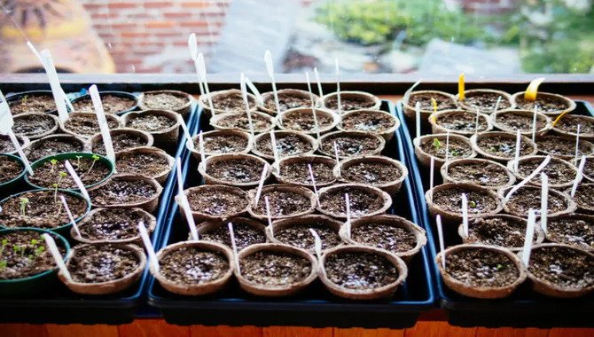 Germinate The Seeds Indoors