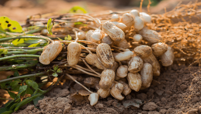 Groundnut