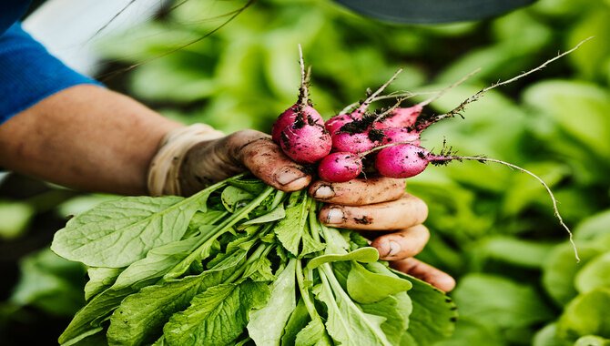 Harvesting And Storing Your Radishes