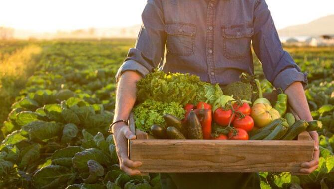 Harvesting Your Vegetables